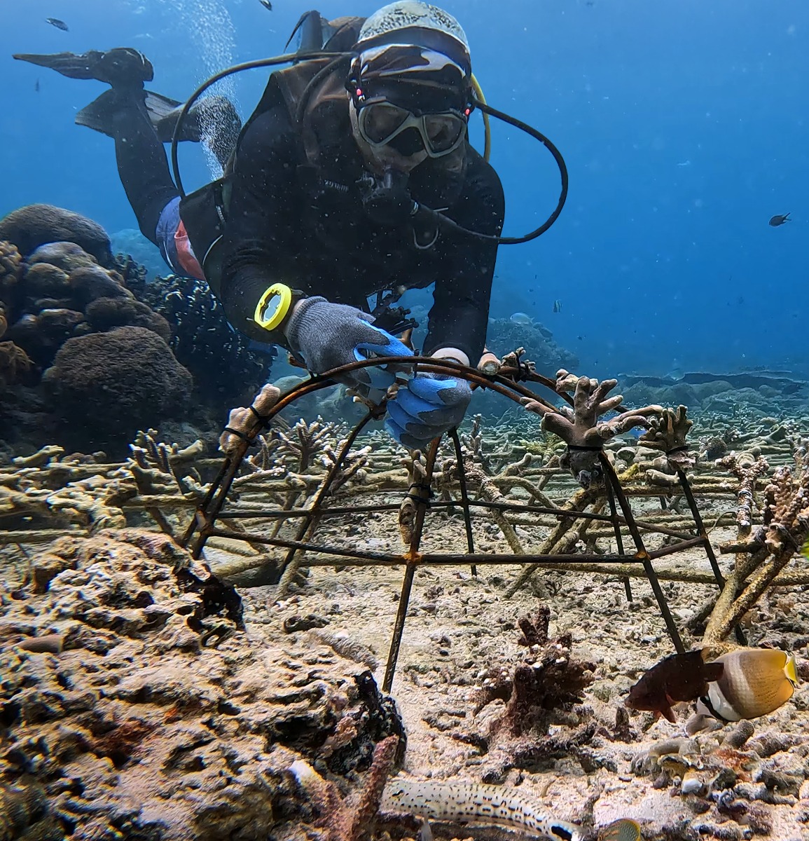 Ripristino di una barriera corallina danneggiata vicino a Nusa Penida